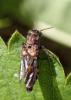 Ontholestes murinus
